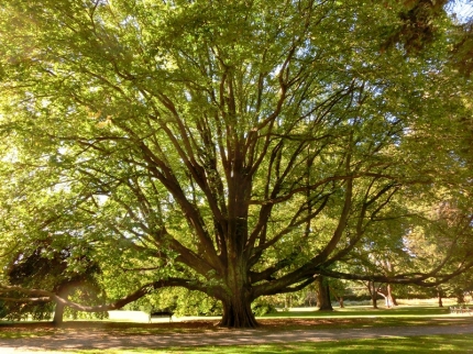 christchurch (24)